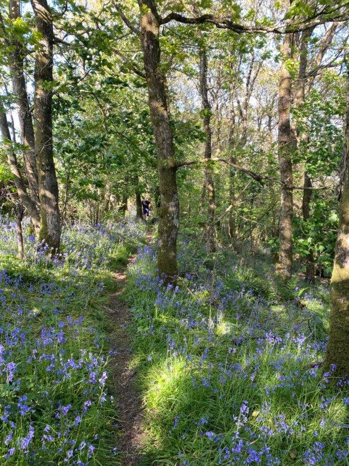 Bluebells Spring 2024